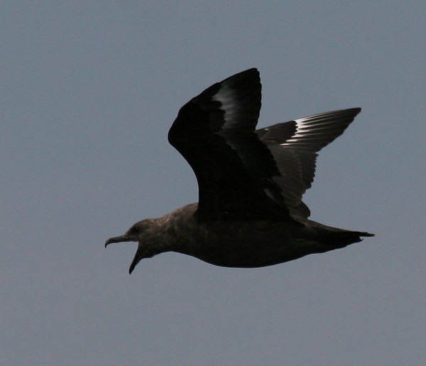 South Polar Skua